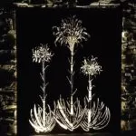 Gymea Lillies with backlighting by Ironbark Metal Design